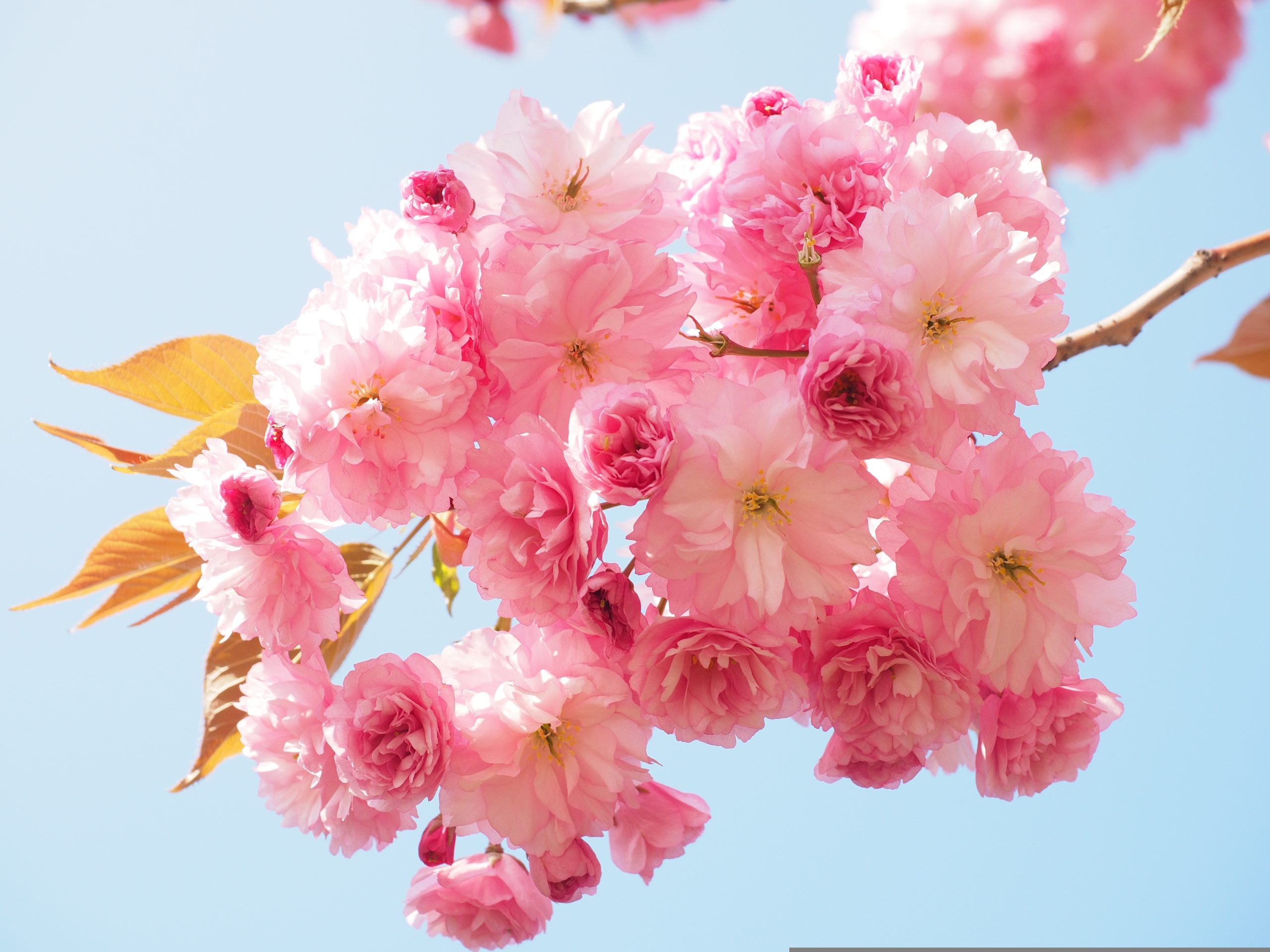 Descriptive alt text for image 2 - This image shows important visual content that enhances the user experience and provides context for the surrounding text.